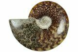 Polished Cretaceous Ammonite (Cleoniceras) Fossil - Madagascar #312201-1